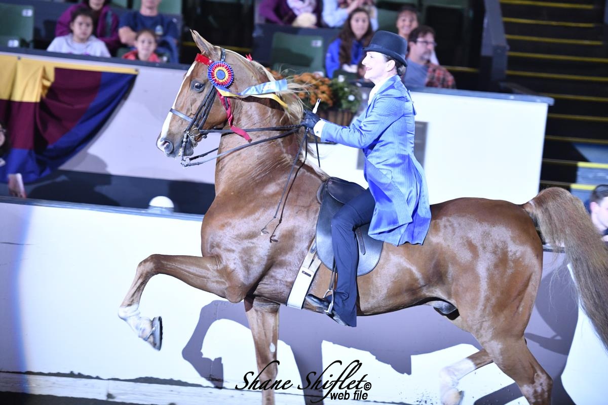 Hoffman riding horse in competition
