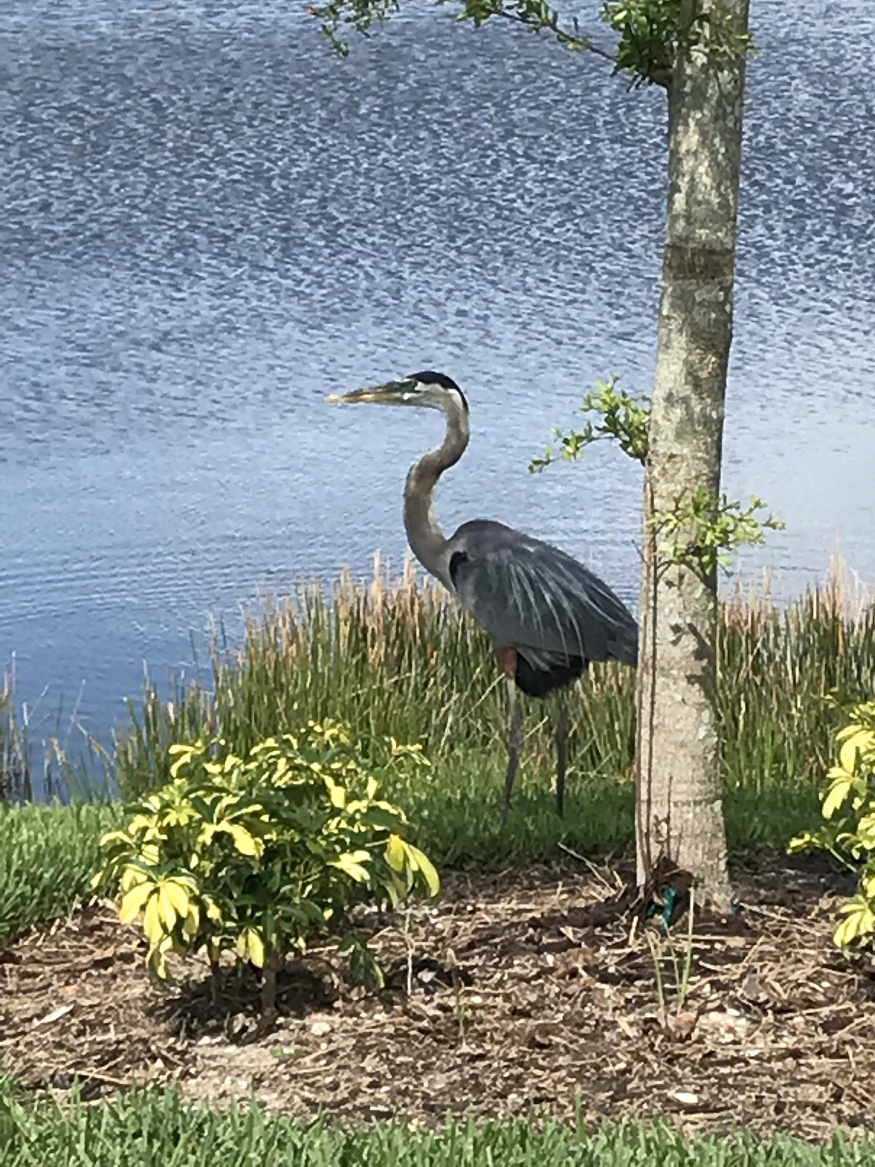 heron in back 2019