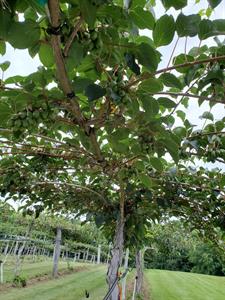 A tree with kiwiberry vines