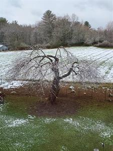 Tree in an orchard with snow