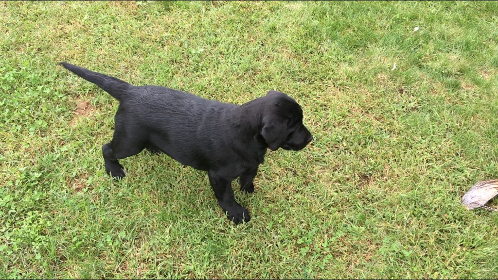 Black Labrador puppy